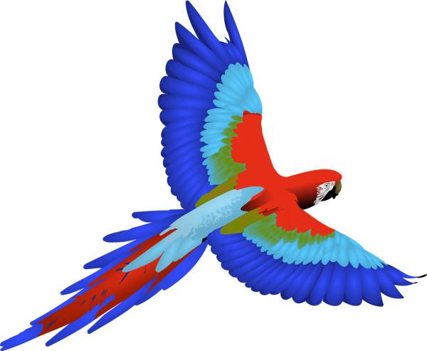bird feathers flying macaw wings  svg vector cut file
