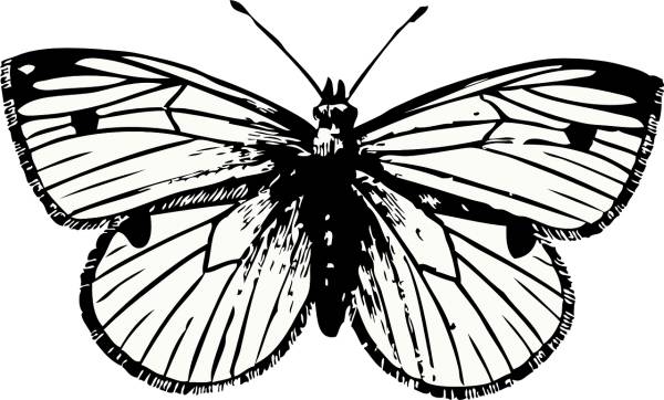 butterfly insect animal beautiful  svg vector cut file