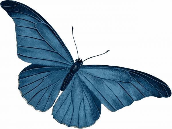 butterfly insect blue nature  svg vector cut file