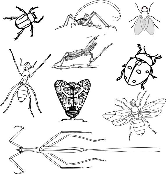 insects bugs beetle ant bee fly  svg vector cut file