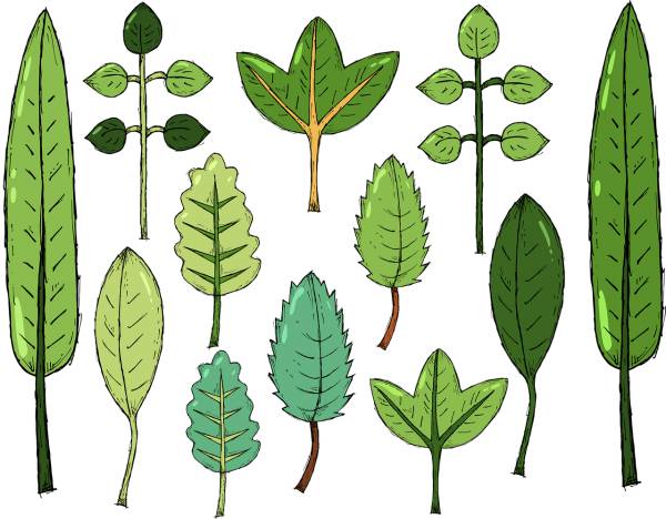 leaves foliage drawing art plants  svg vector cut file