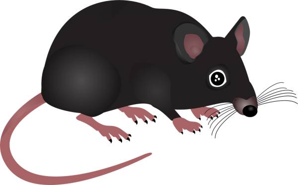 mouse homemade animal rodent pest  svg vector cut file