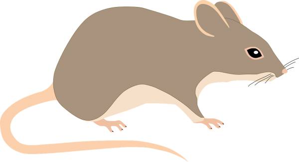 mouse rat rodent animal pest tail  svg vector cut file