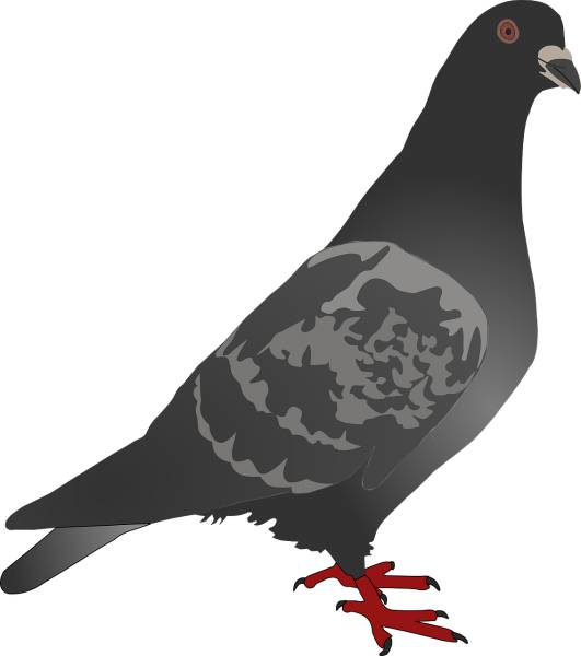 pigeon dove bird animal city gray  svg vector cut file
