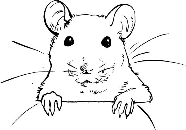 rat rodent mouse curious face  svg vector cut file