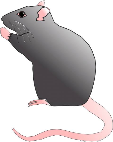 rat rodent pest mouse animal rat  svg vector cut file