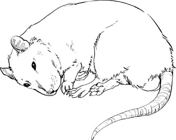 rat rodent pet critter drawing  svg vector cut file