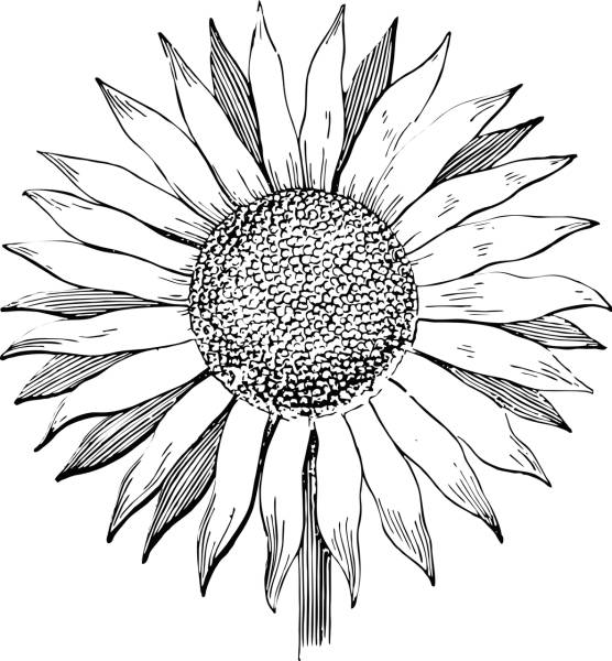 sunflower flower line art summer  svg vector cut file