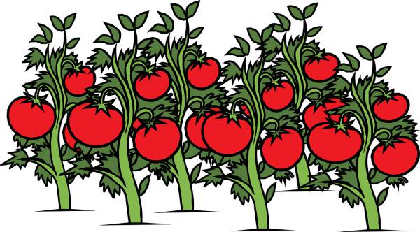 tomato garden vine plants red  svg vector cut file