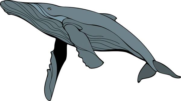 whale gray mam mammal animal sea  svg vector cut file