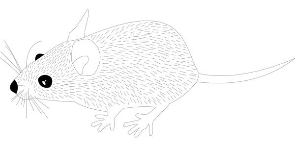 wood mouse animal mouse rat  svg vector cut file