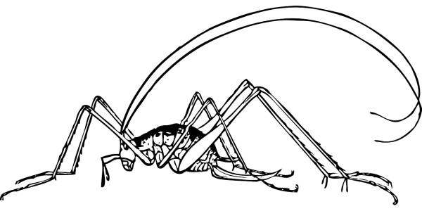 cricket insect bug antennas pest  svg vector cut file