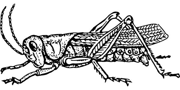 grasshopper animal biology bug  svg vector cut file