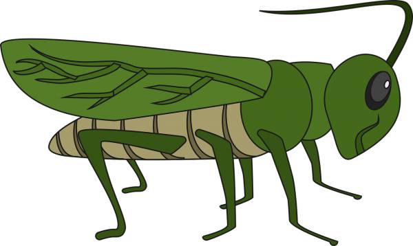 grasshopper bug insect caelifera  svg vector cut file