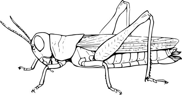 grasshopper locust hopper animal  svg vector cut file