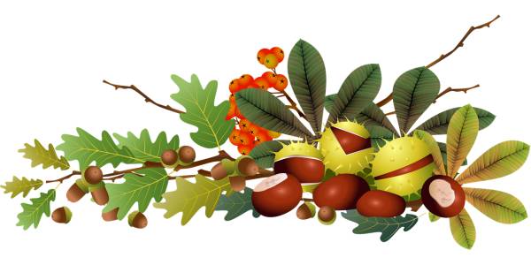 acorns chestnut rowan fall autumn  svg vector cut file
