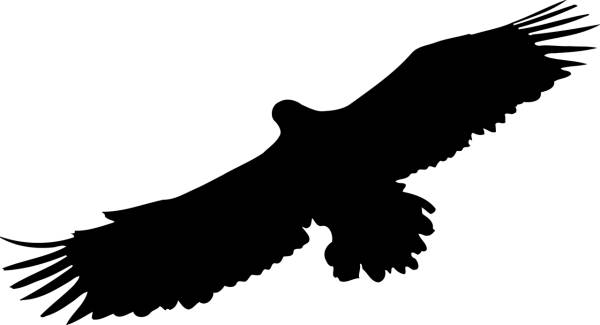 animal bird eagle silhouette eagle  svg vector cut file