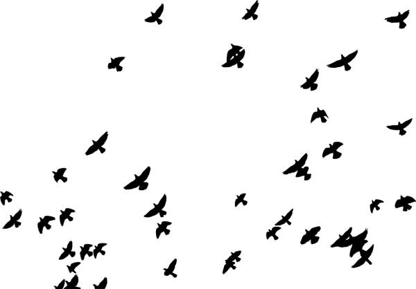 flock birds animals pigeons flying  svg vector cut file