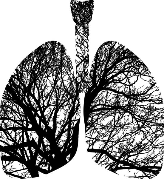 lungs branches tree anatomy  svg vector cut file