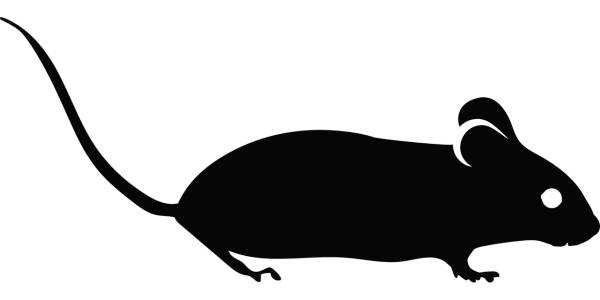 mouse mouse silhouette lab mouse  svg vector cut file
