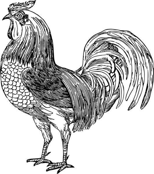 animal bird chicken cock cockerel  svg vector cut file