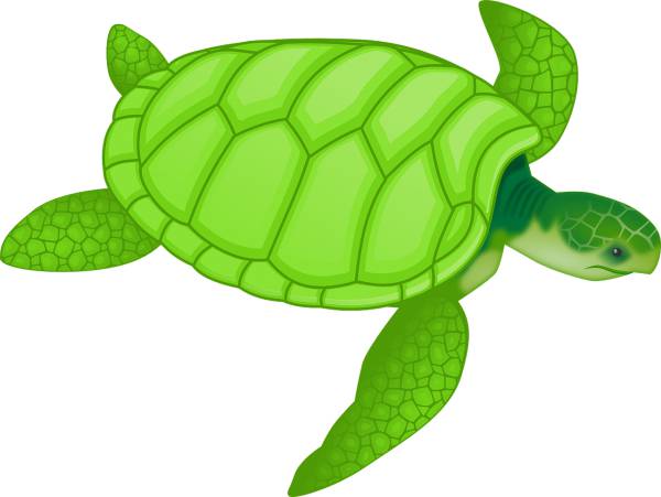 animal turtle wildlife  svg vector cut file