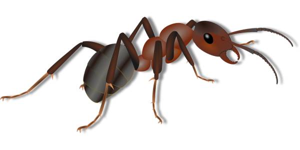 ant insect animal red ant fire ant  svg vector cut file