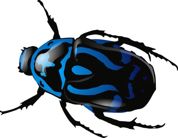 beetle insect animal bug wildlife  svg vector cut file