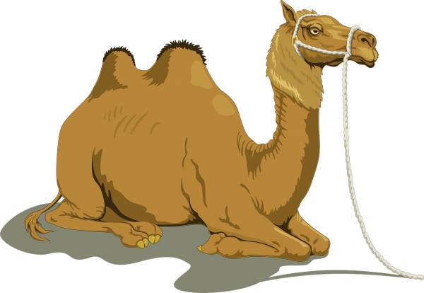 camel animal livestock mammal  svg vector cut file