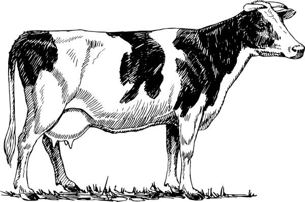 cattle cow animal biology bovine  svg vector cut file