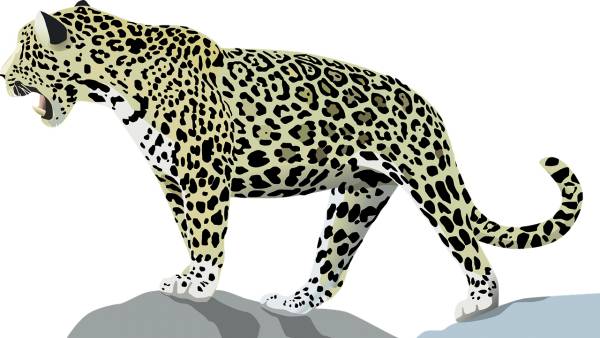 jaguar animal jungle panthera onca  svg vector cut file