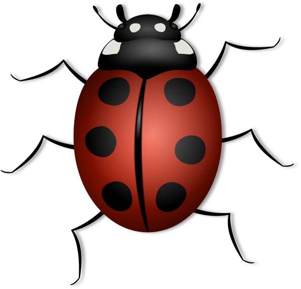 ladybug beetle insect  svg vector cut file