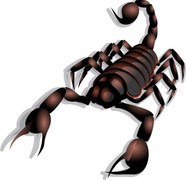 scorpion arachnid animal  svg vector cut file