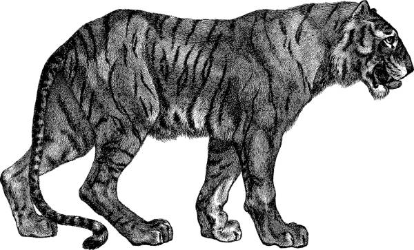 tiger cat line art feline big cat  svg vector cut file