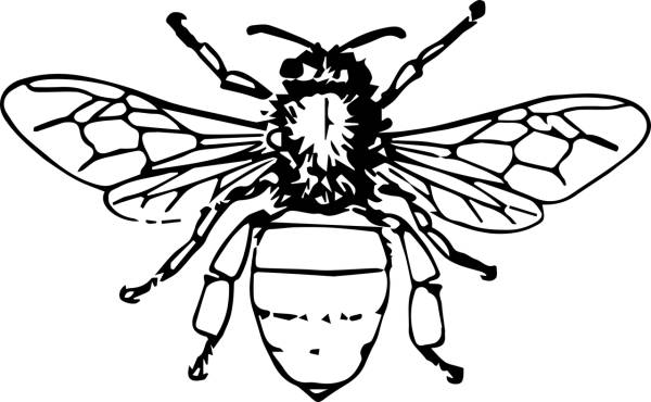 animal bee bi bug insect bee bee  svg vector cut file