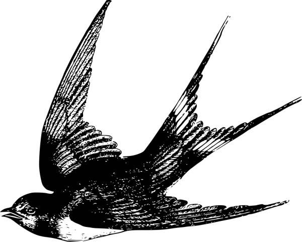 animal bird flight flying swallow  svg vector cut file