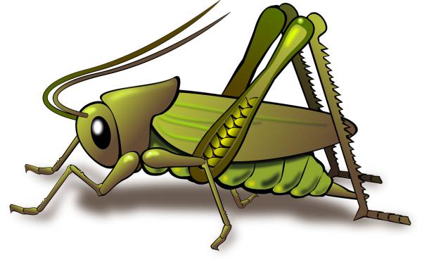animal grasshopper insect nature  svg vector cut file