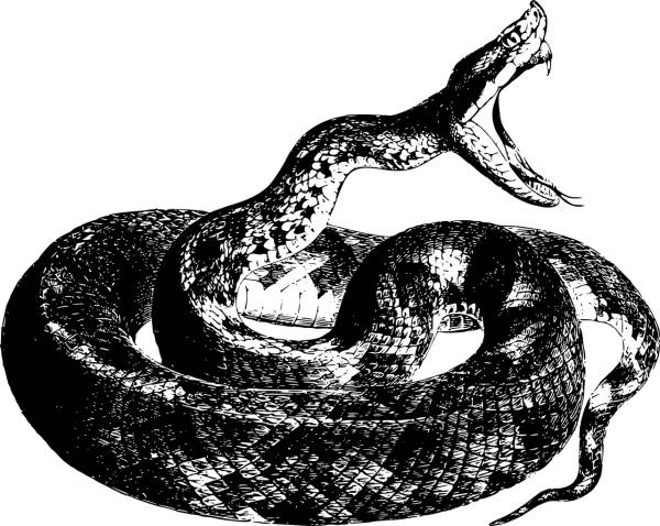 animal reptile snake snake snake  svg vector cut file