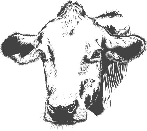 cow cattle animal farm vector cow  svg vector cut file