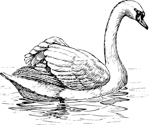 swan bird animal biology  svg vector cut file