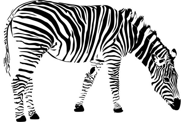 zebra africa animal black and white  svg vector cut file